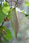 Angularfruit milkvine